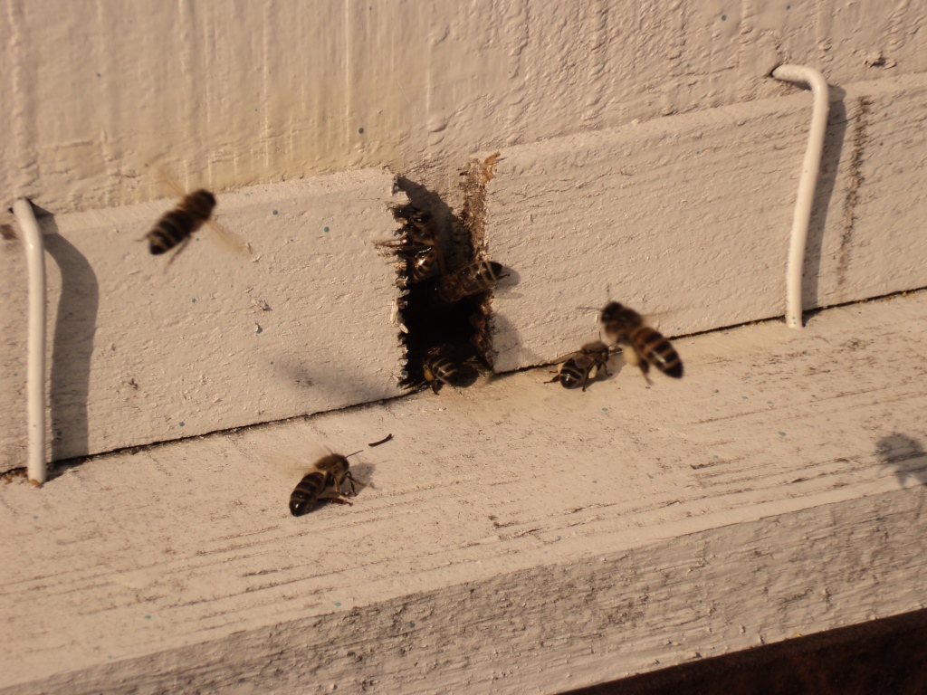 пчелы несут обножку пыльцу