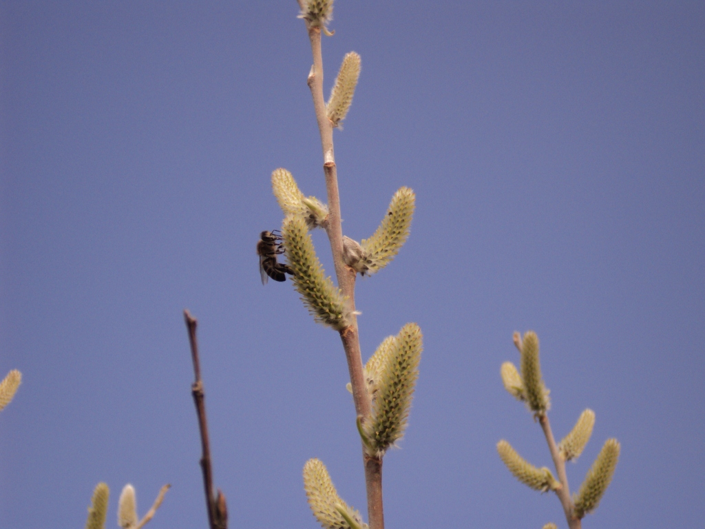 Пчела берет пыльцу с ивы