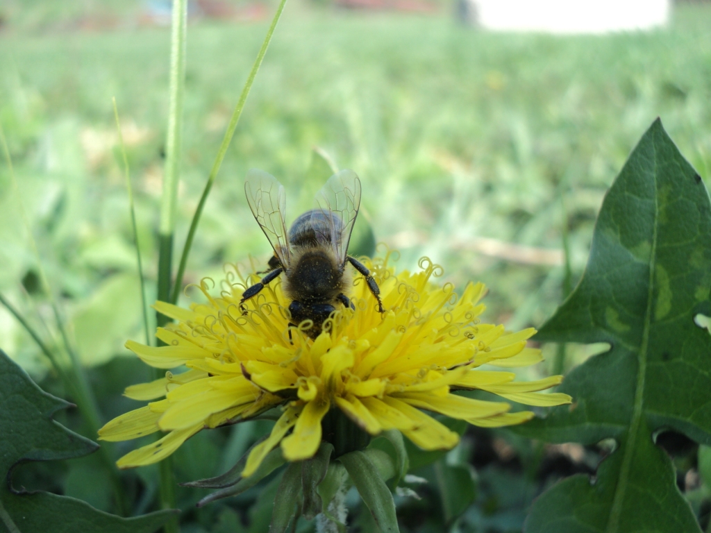 пчела на цветках одуванчика