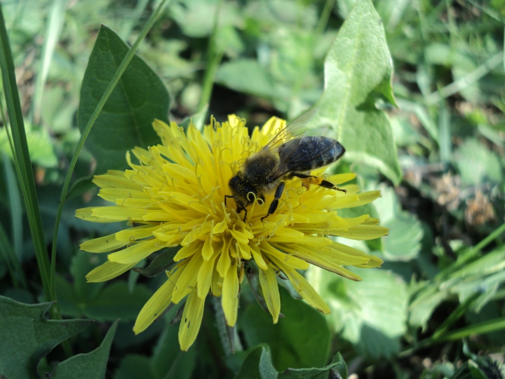 пчела на цветке одуванчика